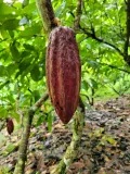 Какао (Theobroma сасао). Плод