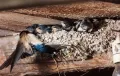 Гнездо с птенцами ласточки-касатки (Hirundo rustica)