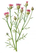 Василёк боровой (Centaurea pineticola)