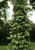 Гортензия черешковая (Hydrangea petiolaris). Общий вид растения