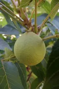 Орех чёрный (Juglans nigra). Плод