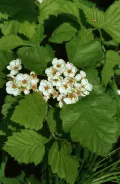 Рябина широколистная (Karpatiosorbus latifolia). Цветки Рябина широколистная (Karpatiosorbus latifolia). Цветки