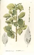 Тополь бальзамический (Populus balsamifera). Ботаническая иллюстрация