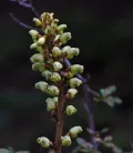Гастродия высокая (Gastrodia elata). Соцветие