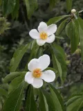 Франклиния алатамаха (Franklinia alatamaha)