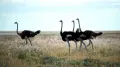 Африканские страусы (Struthio camelus) в движении