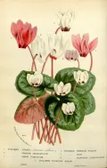Цикламен (Cyclamen). Ботаническая иллюстрация