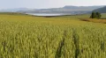 Агроэкосистема (поле пшеницы)