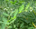 Кендырь проломниколистный (Apocynum androsaemifolium)