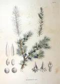 Можжевельник твёрдый (Juniperus rigida). Ботаническая иллюстрация