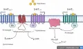 Серотониновые рецепторы, связанные с G-белком, и пути их внутриклеточной трансдукции