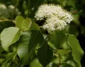 Калина канадская (Viburnum lentago). Цветущая ветвь