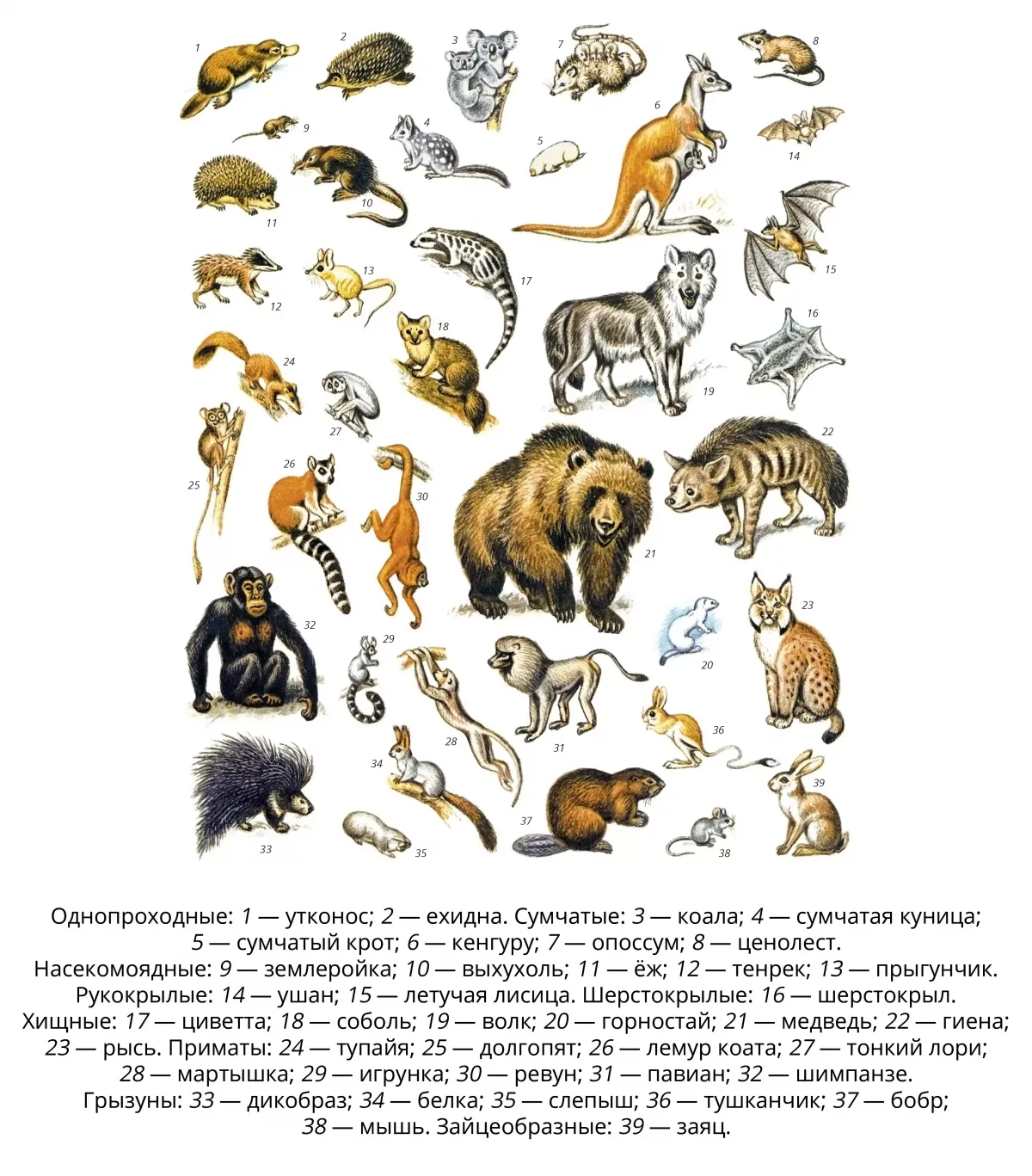 Млекопитающие. Большая российская энциклопедия