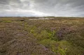 Цветущий вереск обыкновенный (Calluna Vulgaris) на краю болота (Норвегия)
