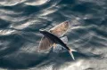 Летучие рыбы. Cheilopogon spilopterus