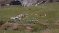 Вольный выгул овец