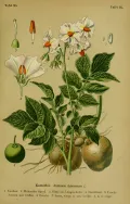 Картофель (Solanum tuberosum). Ботаническая иллюстрация