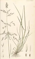 Щучка дернистая (Deschampsia cespitosa). Ботаническая иллюстрация
