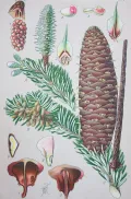 Пихта белая (Abies alba). Ботаническая иллюстрация