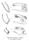 Форма передних (слева) и задних конечностей ластоногих