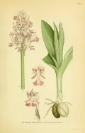 Ятрышник шлемоносный (Orchis militaris). Ботаническая иллюстрация 