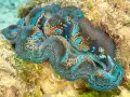 Двустворчатый моллюск рода тридакны (Tridacna crocea)