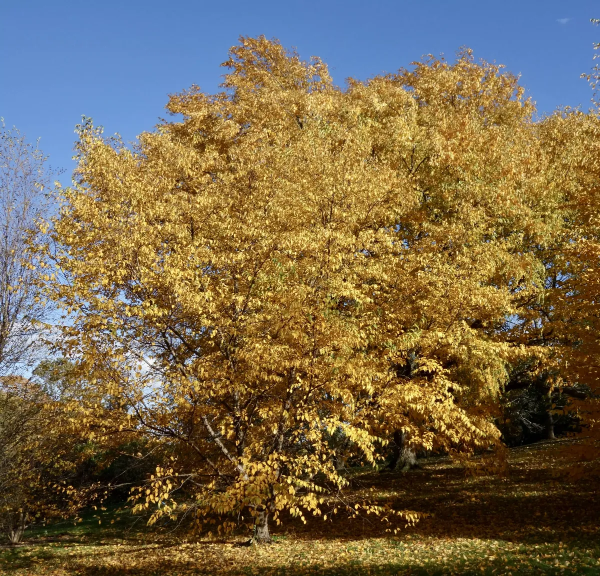 Внешний вид Березы Шмидта