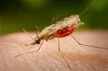 Малярийный комар из рода Anopheles