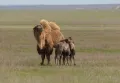 Бактриан (Camelus bactrianus) с детёнышами