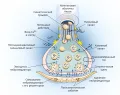 Схематическое изображение строения синапса