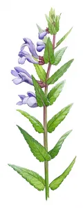 Шлемник. Шлемник обыкновенный (Scutellaria galericulata).