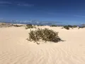 Аридный тип литогенеза. Эоловые пески. Остров Фуэртевентура (Канарские острова, Испания)