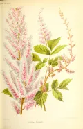 Астильба китайская (Astilbe rubra). Ботаническая иллюстрация