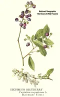 Голубика высокорослая (Vaccinium corymbosum). Ботаническая иллюстрация