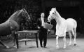 Борис Манжелли с дрессированными лошадьми. 1963