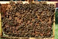 Поведение пчёл дальневосточной породы
