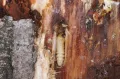 Усач домовый (Hylotrupes bajulus). Личинка