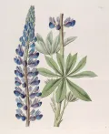 Люпин многолистный (Lupinus polyphyllus). Ботаническая иллюстрация