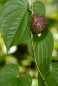 Ямс (Dioscorea bulbifera)