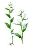 Пыльцеголовник крупноцветковый (Cephalanthera damasonium) 