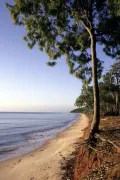 Мангровые заросли на берегу острова Батерст (Австралия)