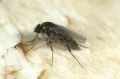 Грибная форидная муха (Megaselia halterata)