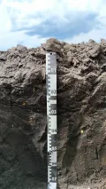 Рекультивированная почва на техногенных отложениях близ угольного террикона (Тульская область)