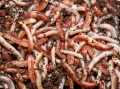 Компостный червь (Eisenia Foetida) на поверхности почвы
