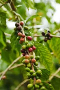 Кофе аравийский (Coffea arabica). Плоды