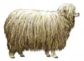 Овца русской длинношёрстной породы