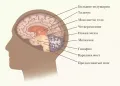 Головной мозг человека (правая половина, вид слева)