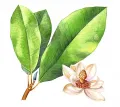 Магнолия обратнояйцевидная (Magnolia obоvata)