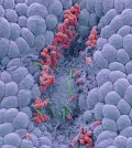 Одноклеточные микроорганизмы. Дрожжи (красные) и бактерии Helicobacter Pylori (зелёные) на слизистой оболочке желудка