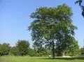 Айлант высочайший (Ailanthus altissima)